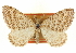  ( - CCDB-20269-C08)  @11 [ ] CreativeCommons - Attribution (2013) CBG Photography Group Centre for Biodiversity Genomics