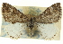  (Enchoria - CCDB-20269-D03)  @15 [ ] CreativeCommons - Attribution (2013) CBG Photography Group Centre for Biodiversity Genomics