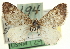  (Enchoria herbicolata - CCDB-20269-D11)  @13 [ ] CreativeCommons - Attribution (2013) CBG Photography Group Centre for Biodiversity Genomics