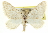  ( - CCDB-20269-E10)  @11 [ ] CreativeCommons - Attribution (2013) CBG Photography Group Centre for Biodiversity Genomics