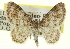  (Hydrelia lucata - CCDB-20269-G07)  @15 [ ] CreativeCommons - Attribution (2013) CBG Photography Group Centre for Biodiversity Genomics
