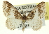  (Hydrelia - CCDB-20269-G11)  @16 [ ] CreativeCommons - Attribution (2013) CBG Photography Group Centre for Biodiversity Genomics