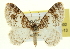  ( - CCDB-20269-H02)  @11 [ ] CreativeCommons - Attribution (2013) CBG Photography Group Centre for Biodiversity Genomics