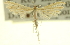  ( - CCDB-20274-F12)  @11 [ ] CreativeCommons - Attribution (2013) CBG Photography Group Centre for Biodiversity Genomics