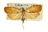  ( - CCDB-20275-D11)  @11 [ ] CreativeCommons - Attribution (2013) CBG Photography Group Centre for Biodiversity Genomics