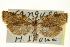  (Cenopis illustris - CCDB-20275-H05)  @14 [ ] CreativeCommons - Attribution (2013) CBG Photography Group Centre for Biodiversity Genomics
