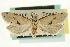  ( - CCDB-20277-B11)  @11 [ ] CreativeCommons - Attribution (2013) CBG Photography Group Centre for Biodiversity Genomics