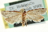  ( - CCDB-20277-B12)  @13 [ ] CreativeCommons - Attribution (2013) CBG Photography Group Centre for Biodiversity Genomics