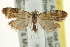  (Anopina - CCDB-20277-D05)  @15 [ ] CreativeCommons - Attribution (2013) CBG Photography Group Centre for Biodiversity Genomics