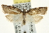  (Argyrotaenia klotsi - CCDB-20277-D12)  @14 [ ] CreativeCommons - Attribution (2013) CBG Photography Group Centre for Biodiversity Genomics