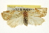  ( - CCDB-20277-E02)  @11 [ ] CreativeCommons - Attribution (2013) CBG Photography Group Centre for Biodiversity Genomics