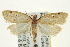  (Clepsis anderslaneyii - CCDB-20277-E07)  @15 [ ] CreativeCommons - Attribution (2013) CBG Photography Group Centre for Biodiversity Genomics