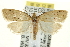  ( - CCDB-20277-E08)  @15 [ ] CreativeCommons - Attribution (2013) CBG Photography Group Centre for Biodiversity Genomics