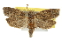  ( - CCDB-20277-F02)  @14 [ ] CreativeCommons - Attribution (2013) CBG Photography Group Centre for Biodiversity Genomics