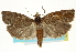  ( - CCDB-20277-F03)  @15 [ ] CreativeCommons - Attribution (2013) CBG Photography Group Centre for Biodiversity Genomics