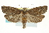  ( - CCDB-20277-F04)  @14 [ ] CreativeCommons - Attribution (2013) CBG Photography Group Centre for Biodiversity Genomics