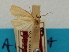  (Platynota yumana - CCDB-20277-H11)  @11 [ ] CreativeCommons - Attribution (2013) CBG Photography Group Centre for Biodiversity Genomics