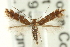  (Cremastobombycia - BIOUG05319-A04)  @15 [ ] CreativeCommons - Attribution (2013) CBG Photography Group Centre for Biodiversity Genomics