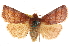  ( - CCDB-20821-A06)  @11 [ ] CreativeCommons - Attribution (2013) CBG Photography Group Centre for Biodiversity Genomics