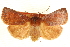  ( - CCDB-20821-A07)  @11 [ ] CreativeCommons - Attribution (2013) CBG Photography Group Centre for Biodiversity Genomics