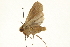  ( - CCDB-20821-B02)  @11 [ ] CreativeCommons - Attribution (2013) CBG Photography Group Centre for Biodiversity Genomics