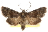  ( - CCDB-20821-B06)  @11 [ ] CreativeCommons - Attribution (2013) CBG Photography Group Centre for Biodiversity Genomics