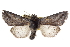  ( - CCDB-20821-B10)  @14 [ ] CreativeCommons - Attribution (2013) CBG Photography Group Centre for Biodiversity Genomics