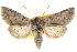  ( - CCDB-20821-C01)  @11 [ ] CreativeCommons - Attribution (2013) CBG Photography Group Centre for Biodiversity Genomics