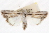 ( - CCDB-20821-C02)  @11 [ ] CreativeCommons - Attribution (2013) CBG Photography Group Centre for Biodiversity Genomics