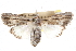  ( - CCDB-20821-C03)  @13 [ ] CreativeCommons - Attribution (2013) CBG Photography Group Centre for Biodiversity Genomics