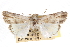  ( - CCDB-20821-C05)  @11 [ ] CreativeCommons - Attribution (2013) CBG Photography Group Centre for Biodiversity Genomics