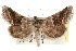  ( - CCDB-20821-D01)  @11 [ ] CreativeCommons - Attribution (2013) CBG Photography Group Centre for Biodiversity Genomics