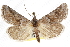 ( - CCDB-20821-D02)  @11 [ ] CreativeCommons - Attribution (2013) CBG Photography Group Centre for Biodiversity Genomics