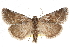  ( - CCDB-20821-D03)  @11 [ ] CreativeCommons - Attribution (2013) CBG Photography Group Centre for Biodiversity Genomics