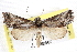  (Oxycnemis acuna - CCDB-20821-D12)  @14 [ ] CreativeCommons - Attribution (2013) CBG Photography Group Centre for Biodiversity Genomics