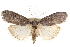  ( - CCDB-20821-E05)  @11 [ ] CreativeCommons - Attribution (2013) CBG Photography Group Centre for Biodiversity Genomics