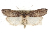  ( - CCDB-20821-E06)  @14 [ ] CreativeCommons - Attribution (2013) CBG Photography Group Centre for Biodiversity Genomics