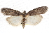  ( - CCDB-20821-E07)  @11 [ ] CreativeCommons - Attribution (2013) CBG Photography Group Centre for Biodiversity Genomics
