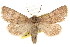  ( - CCDB-20821-F10)  @11 [ ] CreativeCommons - Attribution (2013) CBG Photography Group Centre for Biodiversity Genomics