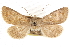  (Scotogramma hirsuta - CCDB-20821-F11)  @11 [ ] CreativeCommons - Attribution (2013) CBG Photography Group Centre for Biodiversity Genomics