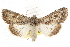  ( - CCDB-20821-G01)  @11 [ ] CreativeCommons - Attribution (2013) CBG Photography Group Centre for Biodiversity Genomics