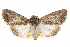  ( - CCDB-20821-G02)  @11 [ ] CreativeCommons - Attribution (2013) CBG Photography Group Centre for Biodiversity Genomics