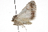 ( - CCDB-20821-G04)  @11 [ ] CreativeCommons - Attribution (2013) CBG Photography Group Centre for Biodiversity Genomics