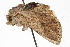  ( - CCDB-20821-G06)  @11 [ ] CreativeCommons - Attribution (2013) CBG Photography Group Centre for Biodiversity Genomics