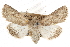  ( - CCDB-20821-G08)  @11 [ ] CreativeCommons - Attribution (2013) CBG Photography Group Centre for Biodiversity Genomics