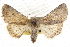  (Scotogramma deffessa - CCDB-20821-H01)  @14 [ ] CreativeCommons - Attribution (2013) CBG Photography Group Centre for Biodiversity Genomics