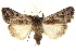  ( - CCDB-20821-H10)  @11 [ ] CreativeCommons - Attribution (2013) CBG Photography Group Centre for Biodiversity Genomics