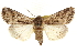  ( - CCDB-20821-H11)  @11 [ ] CreativeCommons - Attribution (2013) CBG Photography Group Centre for Biodiversity Genomics