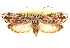  ( - CCDB-23272-E08)  @15 [ ] CreativeCommons - Attribution (2014) CBG Photography Group Centre for Biodiversity Genomics