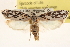  ( - CCDB-23272-G04)  @11 [ ] CreativeCommons - Attribution (2014) CBG Photography Group Centre for Biodiversity Genomics